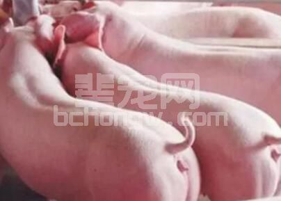 生猪怎么喂养易长膘？农村喂猪小技巧轻松增膘！