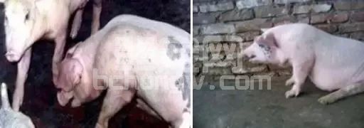 猪腹式呼吸治疗效果不佳？对症用药是关键！