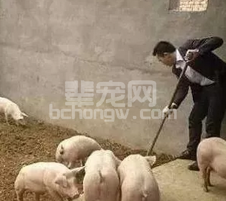 养猪人学会这些，治疗猪病手到擒来！