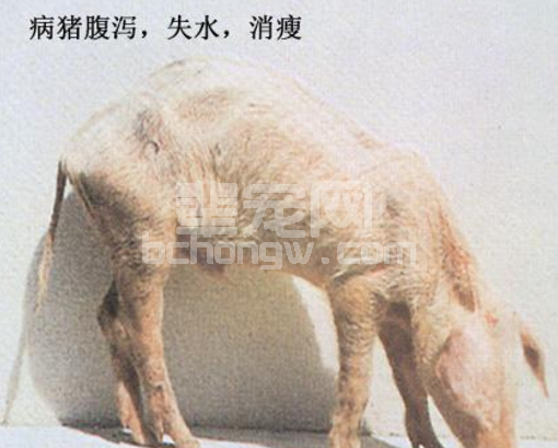 除了配种，公猪精液竟然还可以治疗僵猪！