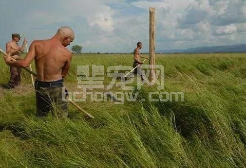牧草养殖优势多，但不解决这些问题难堪大用！