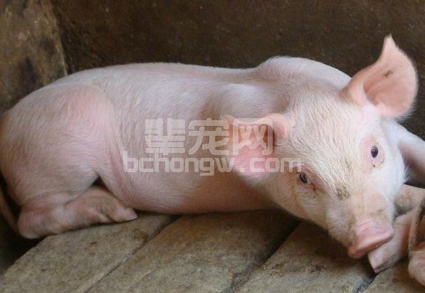 不要理会猪病谣言，调整心态，养好猪才是关键！