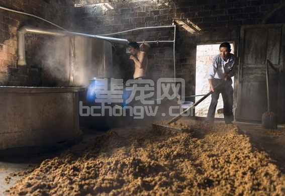 酒糟危害高于营养，养殖户谨慎使用