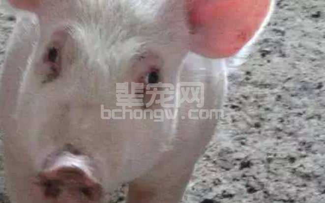 猪亚健康不是病却比病更麻烦 你的猪中招了吗