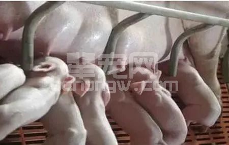 果断收藏！母猪产后常见疾病乳房炎治疗方法