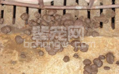 养猪妙招：跟我三步走，母猪便秘不再有！