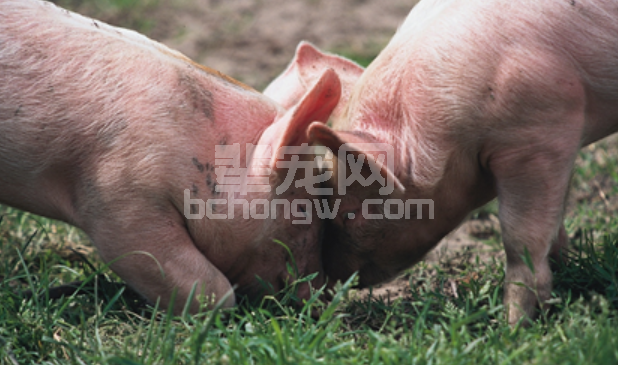 实用的治猪病偏方，花几块钱轻松搞定养猪疑难杂症！