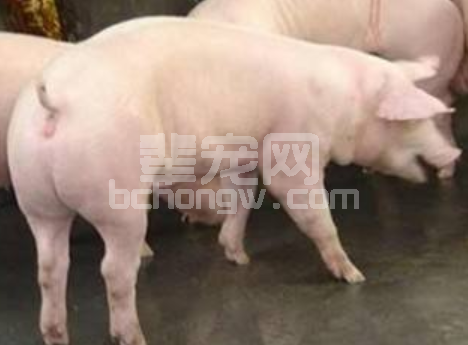 猪场返情率居高不下，你真的知道原因吗？