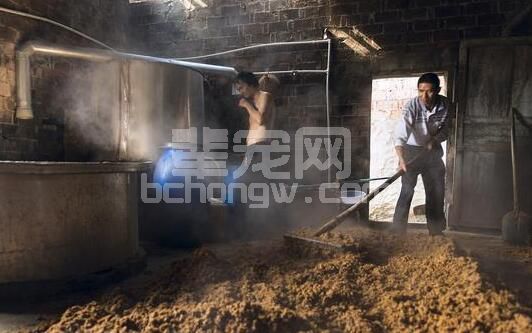 酒糟可以完全替代精饲料？别逗了，看看酒糟营养与危害！