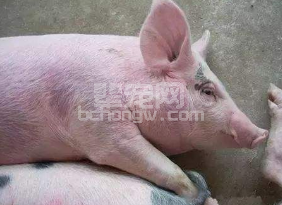 如何定义猪群发热和低烧？发热、低烧养猪人应如何选择药物？