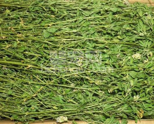 养猪有了苜蓿草，还需要担心豆粕涨价吗？