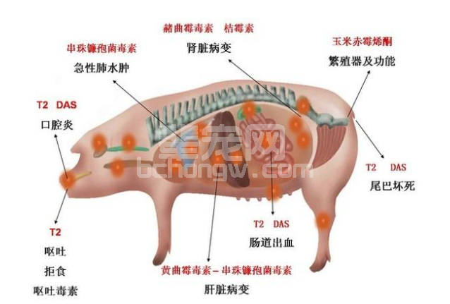 呕吐毒素危害人畜安全，太可怕了！