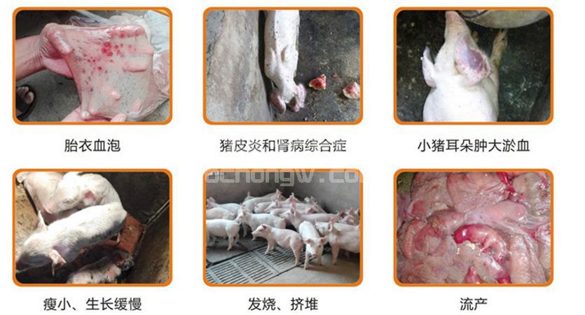 猪蓝耳到底该不该防？！得取决于两个因素