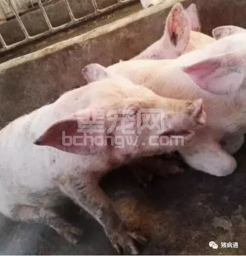 猪咳喘治疗棘手易反弹，老兽医教你轻松搞定并不难！