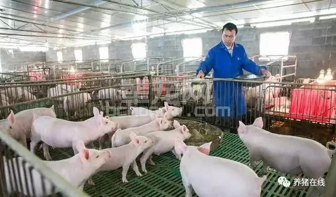 “猪群倒地，四肢呈划水动作”伪狂犬和链球菌脑炎病傻傻的分不清？老兽医教你四点轻松 ...