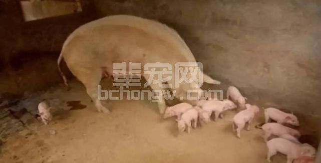母猪产前产后不食？别急，看招