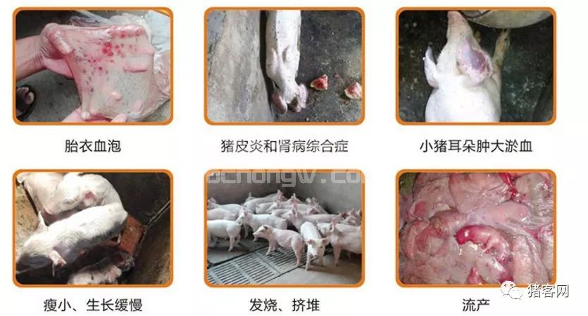 猪蓝耳病到底该不该防？得取决于两个因素