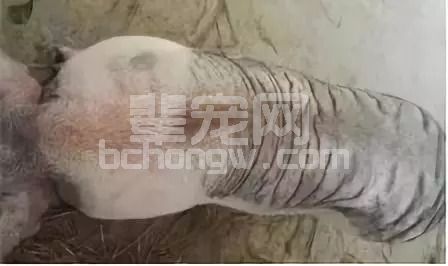 8种猪的常见皮肤病临床症状（有图）与治疗