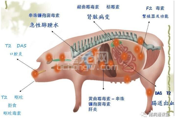 你如何知道自己的猪场是否有霉菌毒素危害？预防霉菌毒素的方法