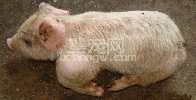 气温降低，猪又喘又咳怎么办？预防和治疗方案