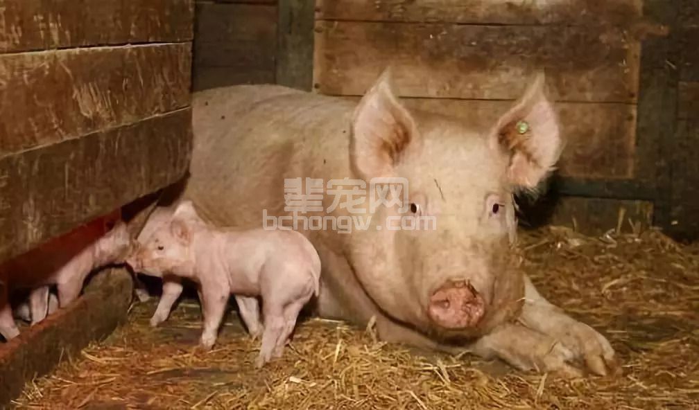 母猪配种的黄金时间表！