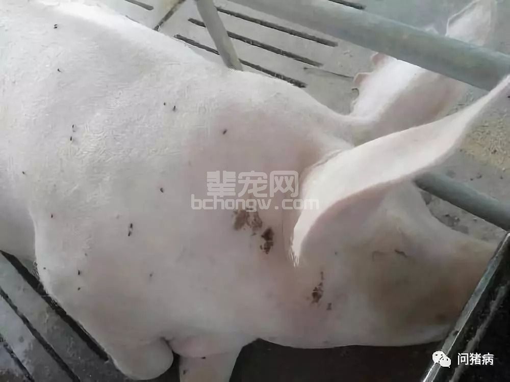 一个月死13头母猪，大家看看是什么疾病！