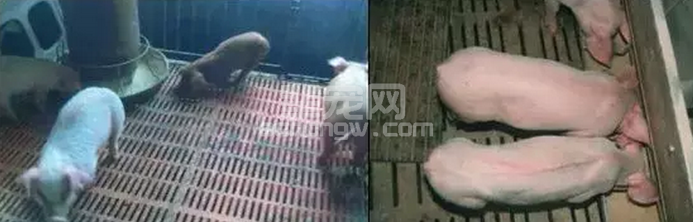 圆环，又是圆环！猪场检出率竟高达100%，到底该如何解决？