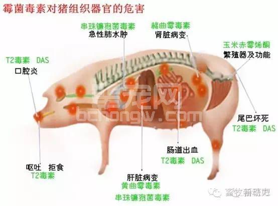 霉菌毒素对猪有哪些危害呢？对照一下，看看你的猪是否有霉菌毒素中毒现象