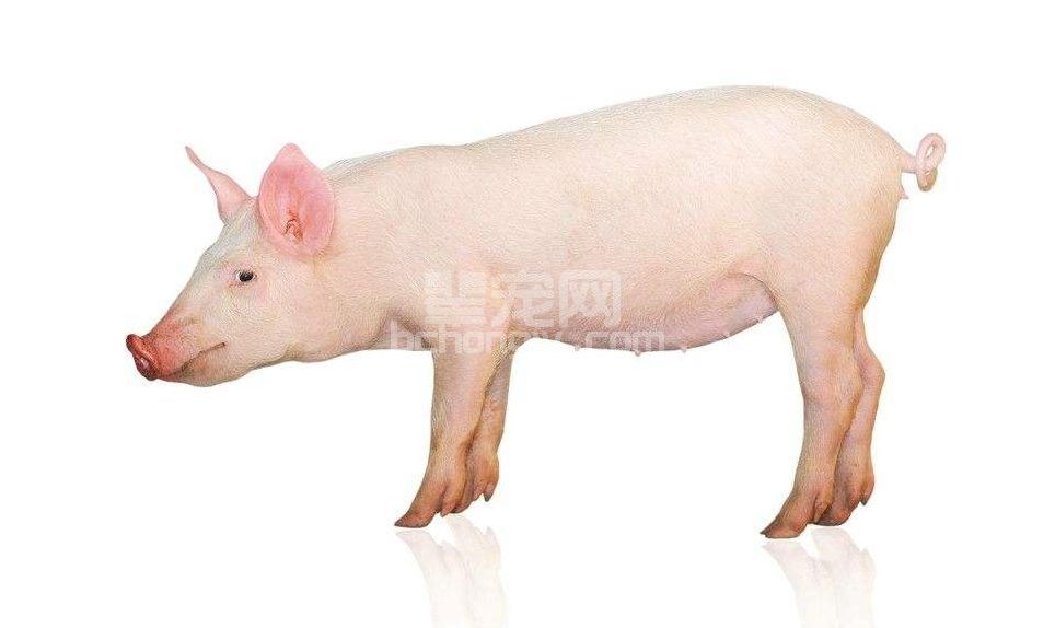猪瘟疫苗已免疫，但是猪群又得了猪瘟，反思免疫失败的原因