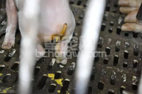 腹泻高发季即将来临，猪场该如何实现“防患于未然”？