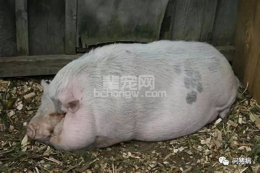 妊娠母猪不吃！应当怎样解决？！