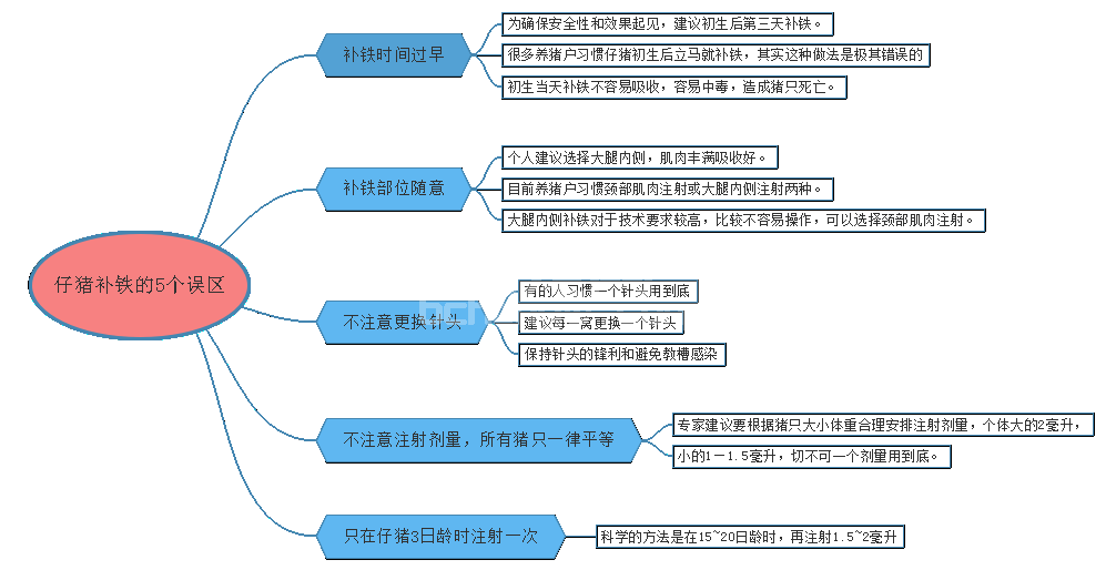 仔猪补铁过程中常见的误区！快看你都补对了吗？