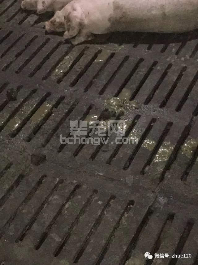 200头育肥同时拉稀！快看是怎么回事！