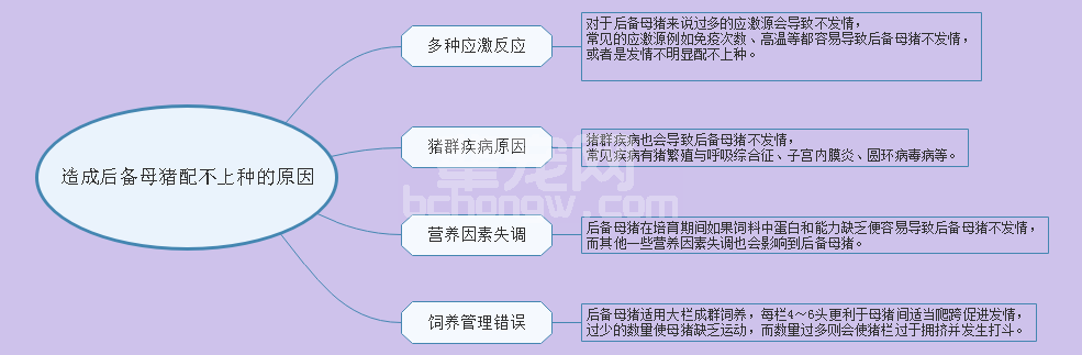 后备母猪配不上种的4个原因，你都知道吗？