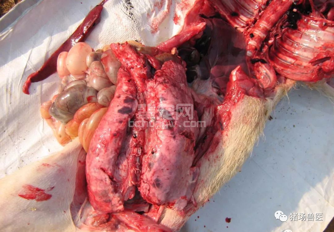 多事之秋！猪咳喘问题剧增、易反弹，如何根除？