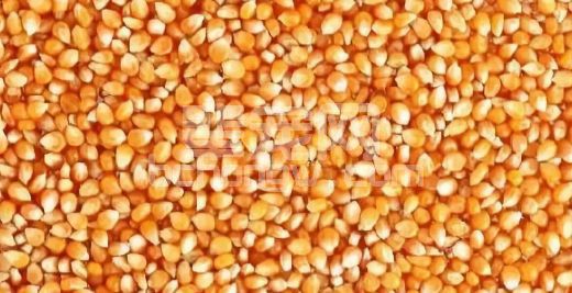 【饲料】新玉米在猪场中使用，一定要注意这4点！不然你会后悔