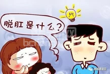 【脱肛】各阶段猪脱肛的简易处理方法，值得收藏！