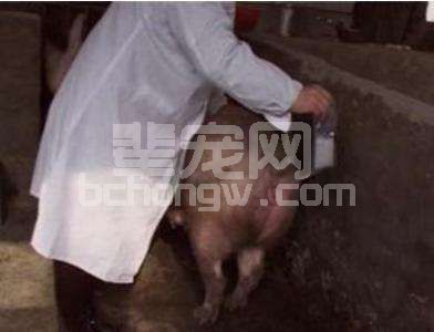 【繁育】母猪不发情怎么办？都有哪些原因引起不发情，快看。