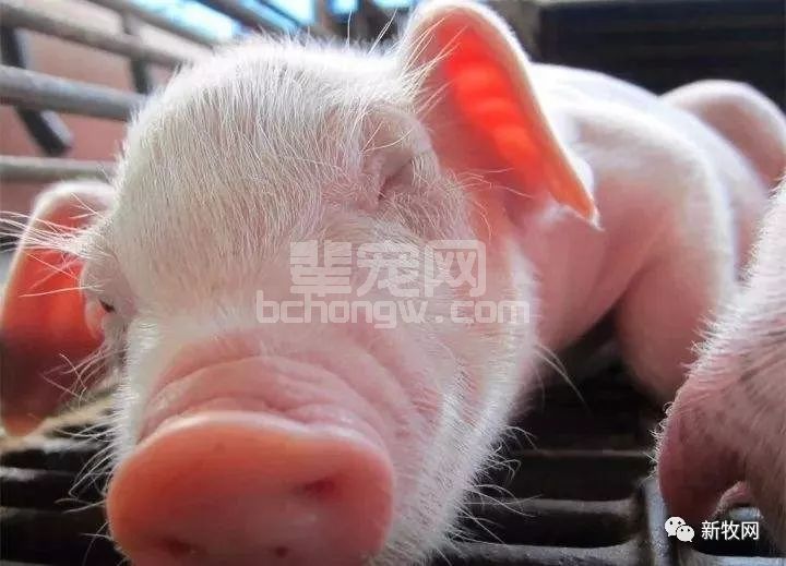 7大问题引起仔猪腹泻性应激！多措并举解决断奶难题