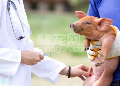 做好这9点，让猪免疫后有足够抗体，有好的免疫效果
