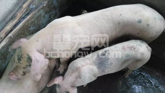 中西结合，助恢复，促生长，解决病猪预后生长缓慢难题！