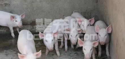 秋冬季猪高热病最头痛？解决对策从这三方面下手！