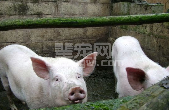 秋冬季养猪丨口蹄疫疫苗效果不好，何不试试这套中兽药方案？