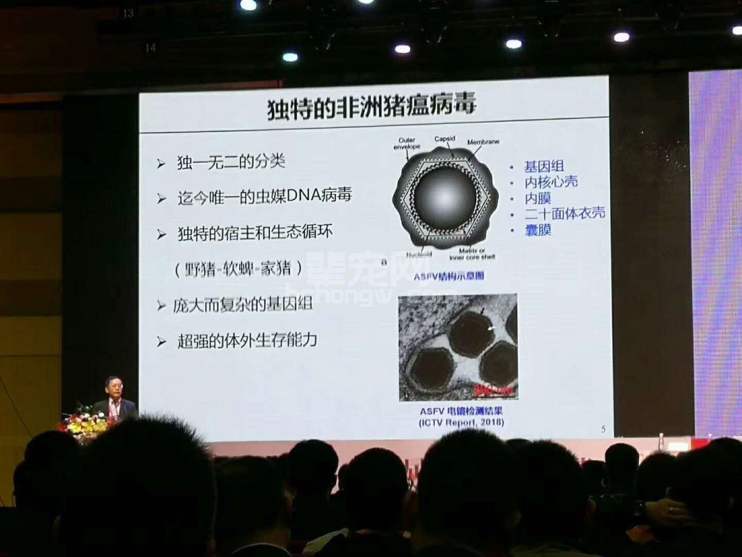 李曼大会最强干货：关于非洲猪瘟，你想知道的都在这！