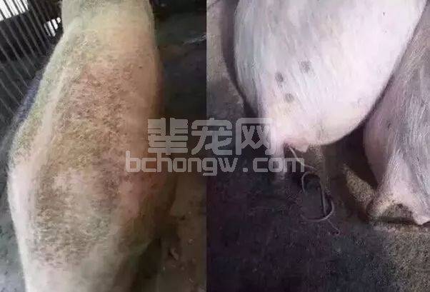猪场驱虫方法及驱虫程序！简单实用！