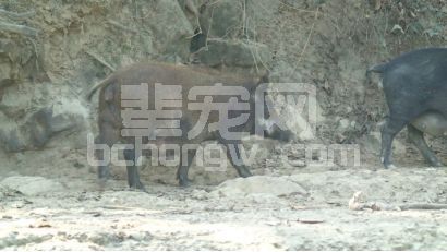 【非洲猪瘟】如何防止非瘟进入猪场之一：围墙