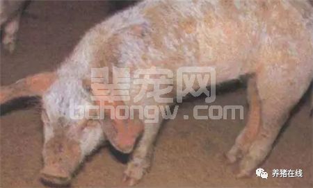 寄生虫危害被忽略！没想到分布这么多部位！