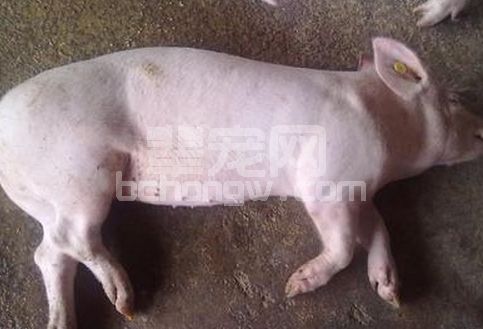 中大猪瘫痪，母猪产后无乳两大难题的解决方案！