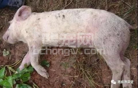猪突然死亡主要病因分析，全了！