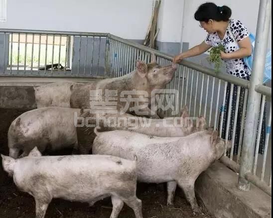 猪群排血痢，猪痢疾、猪增生性肠炎傻傻分不清...
